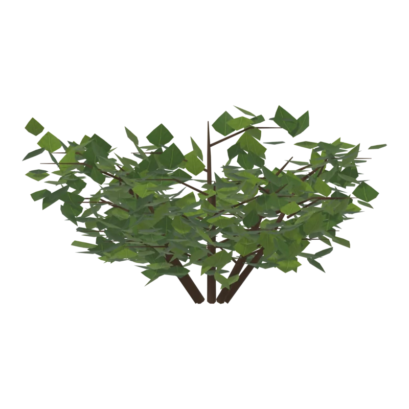 Bush2, спереди